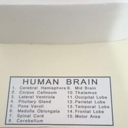 Fiber Glass Human Brain Model in 8 part with magnets and fiber base stand For Teaching Anatomy of Brain for Science Classroom Study - Image 5