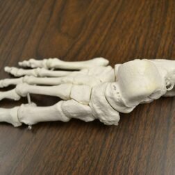 Disarticulated Human Skeleton Model Life Size for Medical Students - Image 4