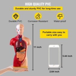 Human Body Anatomy Model 15 Parts 11 Inch with Removable Organs - Image 5