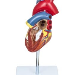 Deluxe Natural Size Human Heart Anatomical Model, 2 Parts, Showing Four Chambers, Valves, And Major Blood Vessels, With Detailed Study Guide (Red), Adult - Image 5