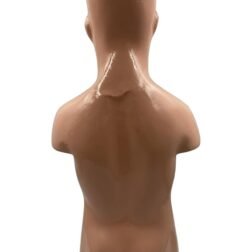 Human Torso Model Detachable 6 Parts Sexless For Educational Purpose - Image 5