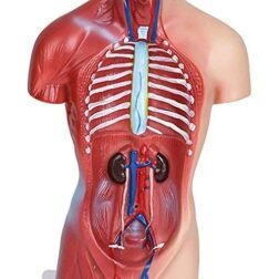 18-Inch Human Torso Anatomy Model with Skeleton & Internal Organs for Medical Study - Image 4