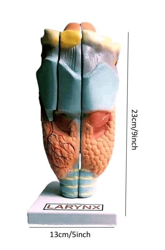 Scientific Human Anatomy Larynx Model - Image 2