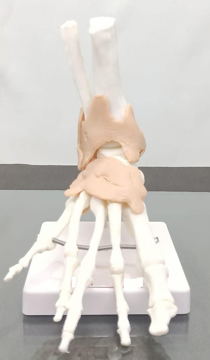 Human Foot Joint Model Flexible PVC Plastic (Anatomical Model) Unbreakable - Image 3
