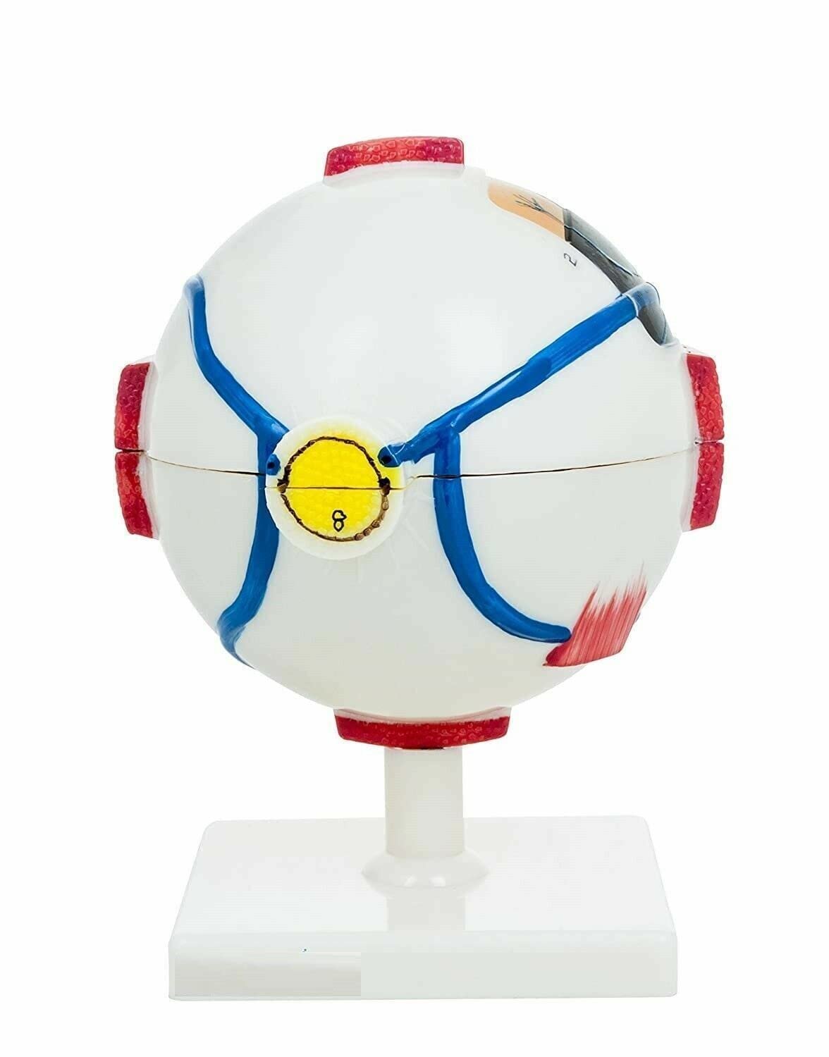 Human Eye Model Premium with Dissectible Eye Ball 7 Parts can Enlarged 5 Times - Image 3