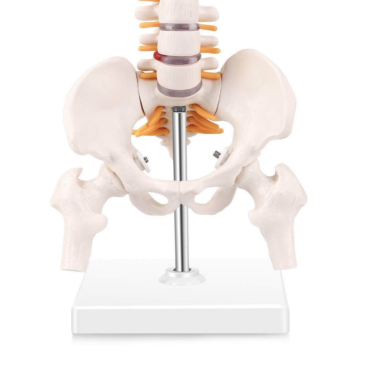 Human Spine Model with Femur (Heads & Stand) Premium QLTY - Image 5
