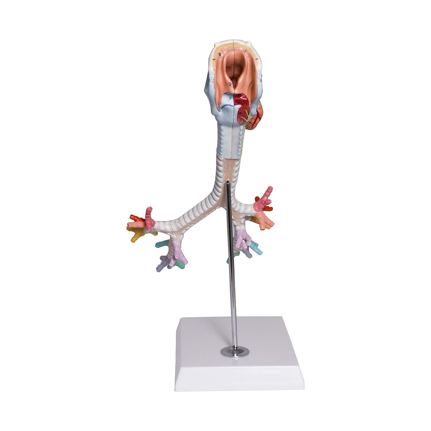 Larynx Model with Bronchial Tree,3 Parts,Natural Size, with (Coloured deatiled Key Card) - Image 3