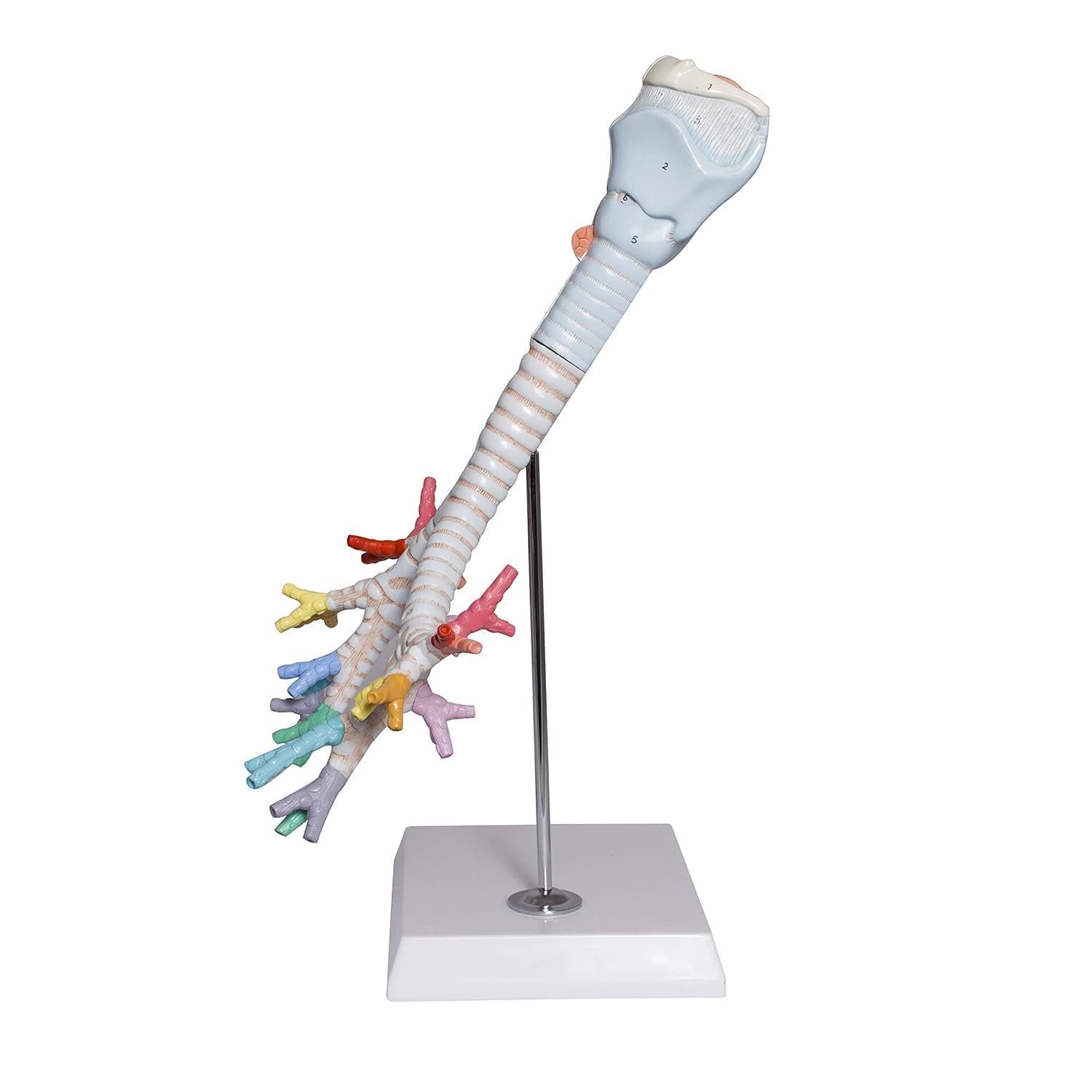 Larynx Model with Bronchial Tree,3 Parts,Natural Size, with (Coloured deatiled Key Card) - Image 2