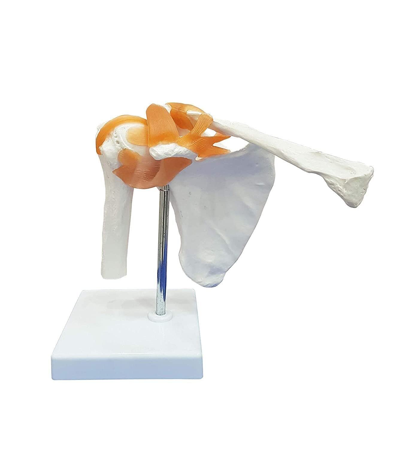 Shoulder Joint Model, Anatomical Model Flexible PVC Plastic - Image 3