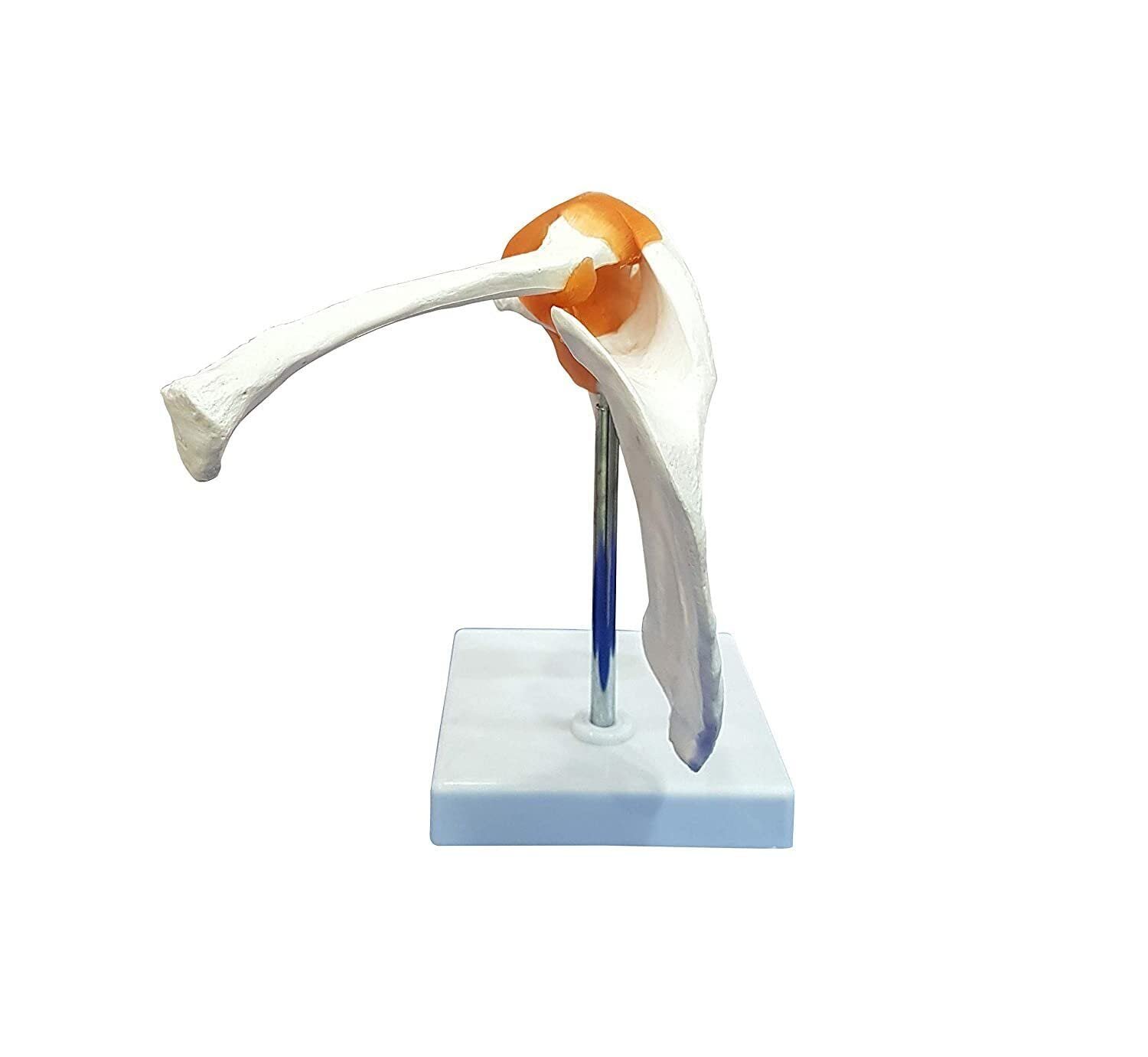 Shoulder Joint Model, Anatomical Model Flexible PVC Plastic - Image 2