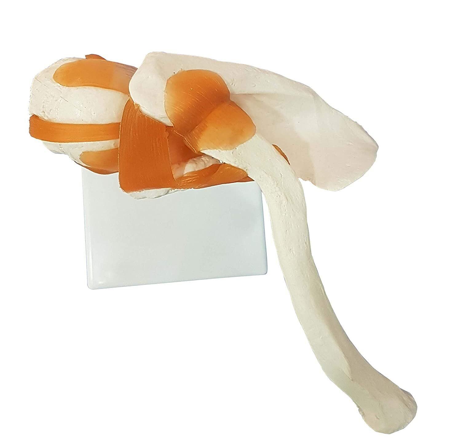 Shoulder Joint Model, Anatomical Model Flexible PVC Plastic - Image 5