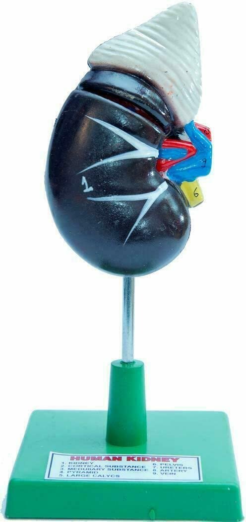 Learning Material Educational Human Kidney Model Biology Med 3D Model Teacher - Image 2