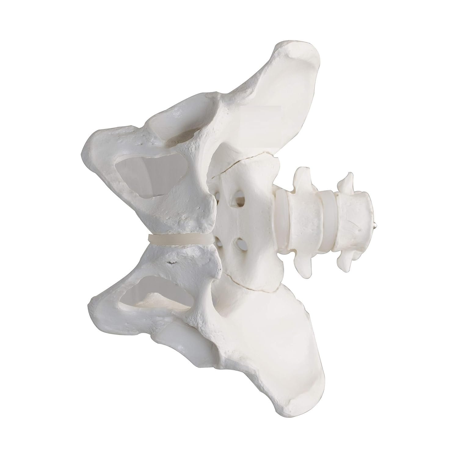 Premium Female Pelvis Skeleton Model – Anatomically Correct Life Size Pelvis for Education, Teaching, and Student Study - Image 5