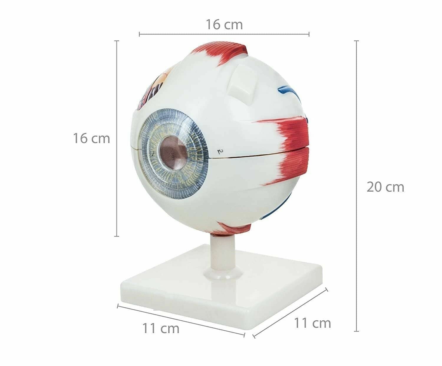 Human Eye Model Premium with Dissectible Eye Ball 7 Parts can Enlarged 5 Times - Image 2