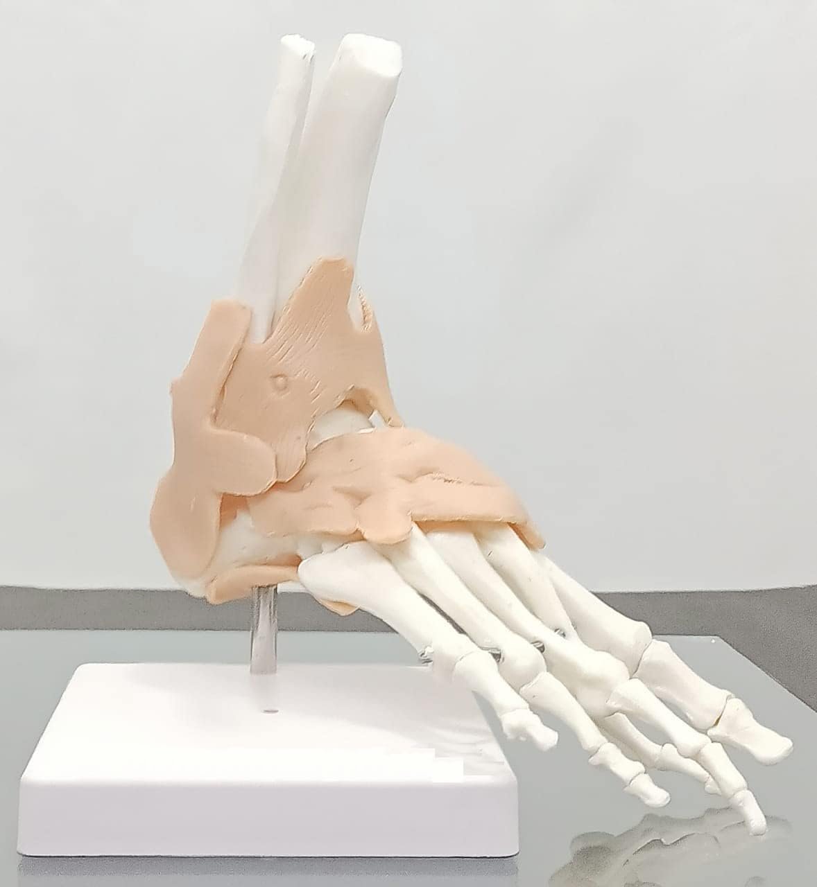 Human Foot Joint Model Flexible PVC Plastic (Anatomical Model) Unbreakable - Image 2