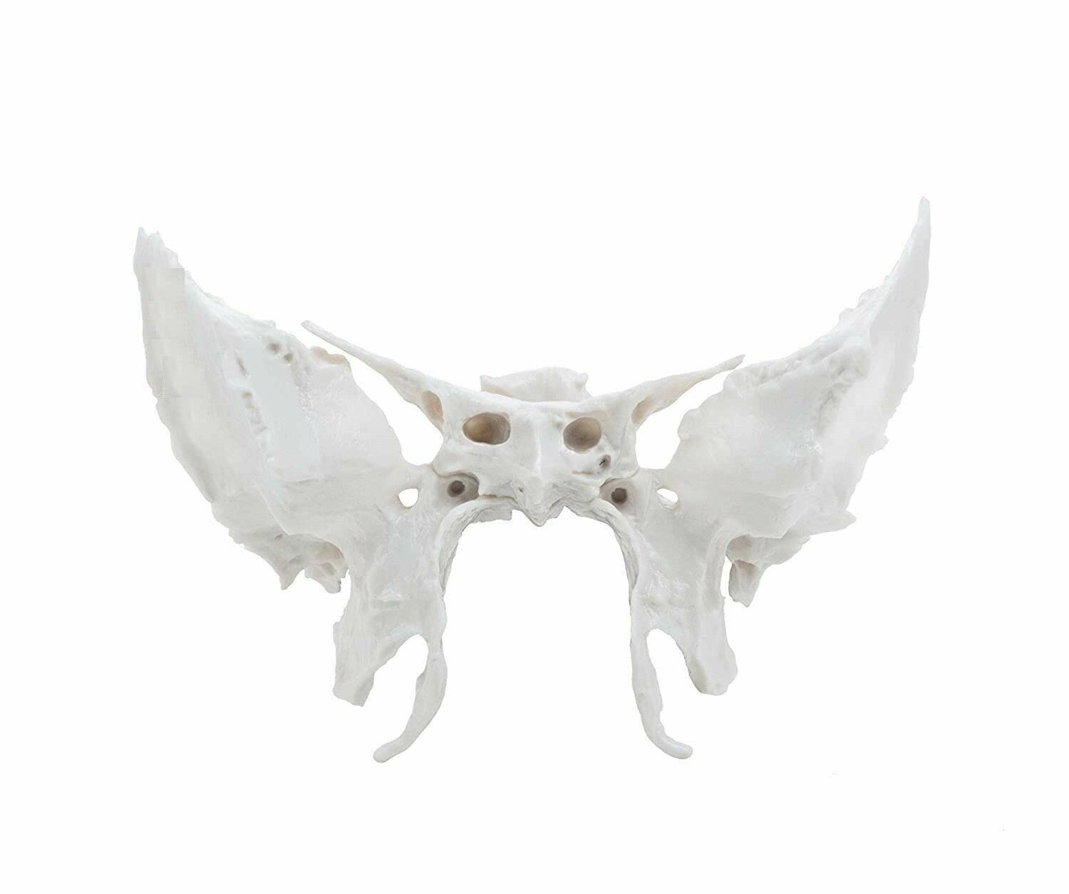 Sphenoid Bone from Original Human Skull Cast, Anatomically Correct - Image 4