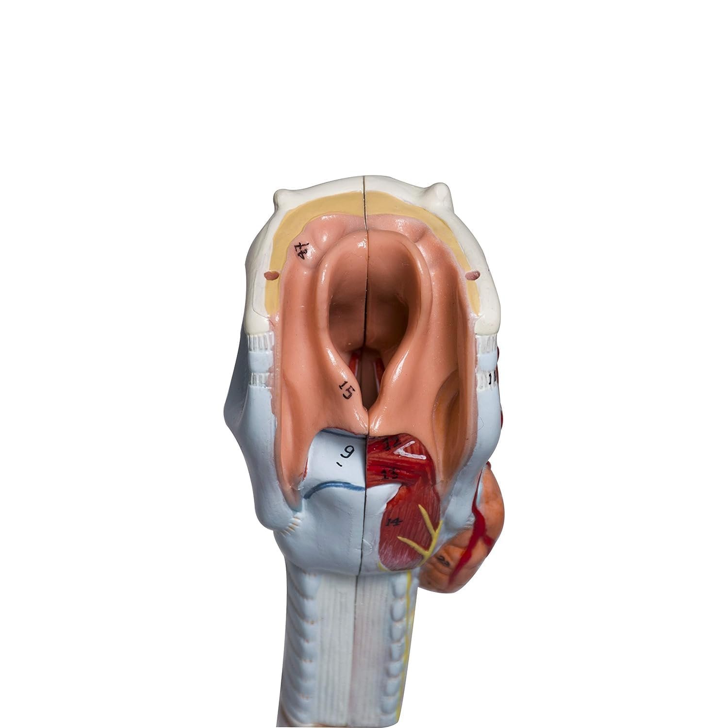 Larynx Model with Bronchial Tree,3 Parts,Natural Size, with (Coloured deatiled Key Card) - Image 4