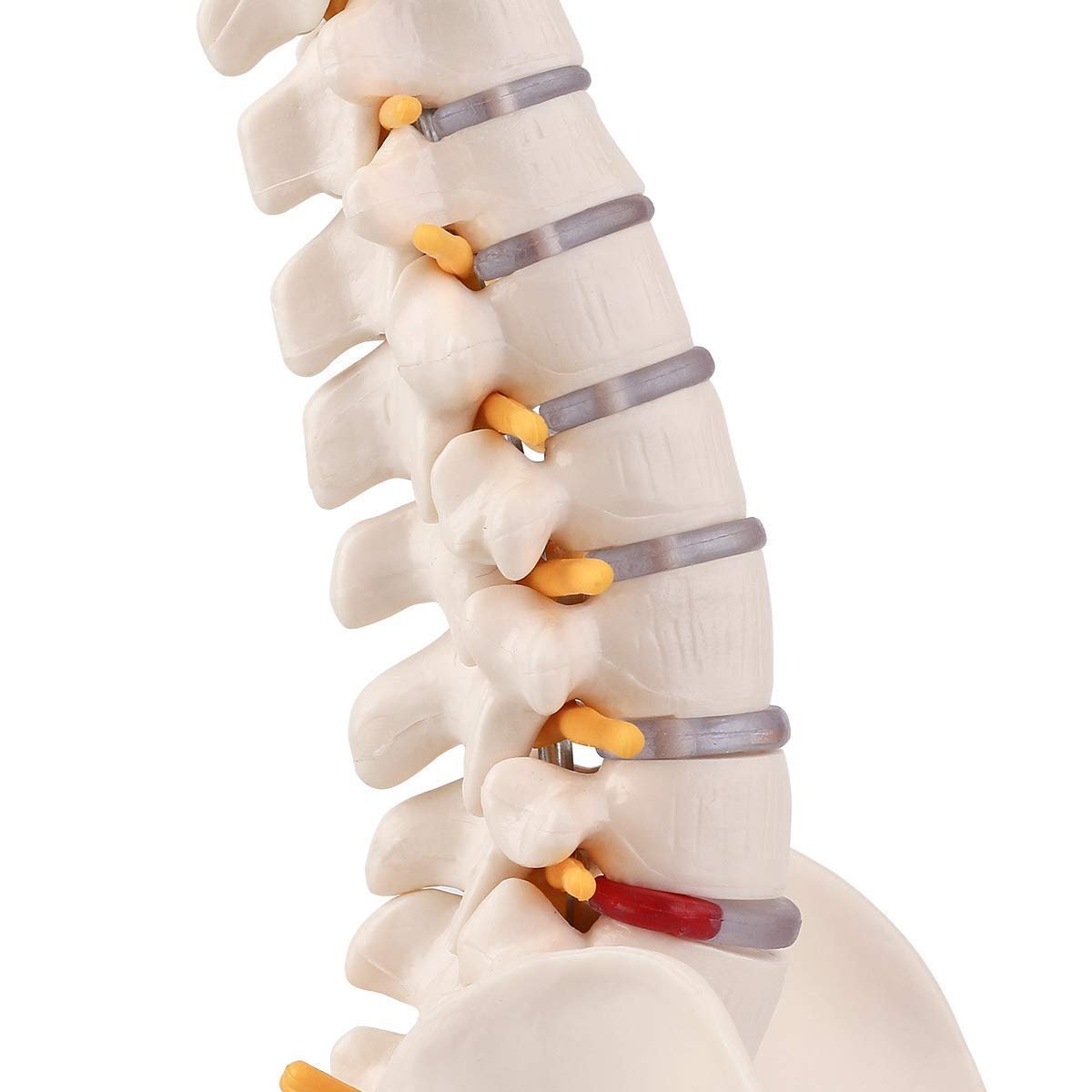 Human Spine Model with Femur (Heads & Stand) Premium QLTY - Image 3