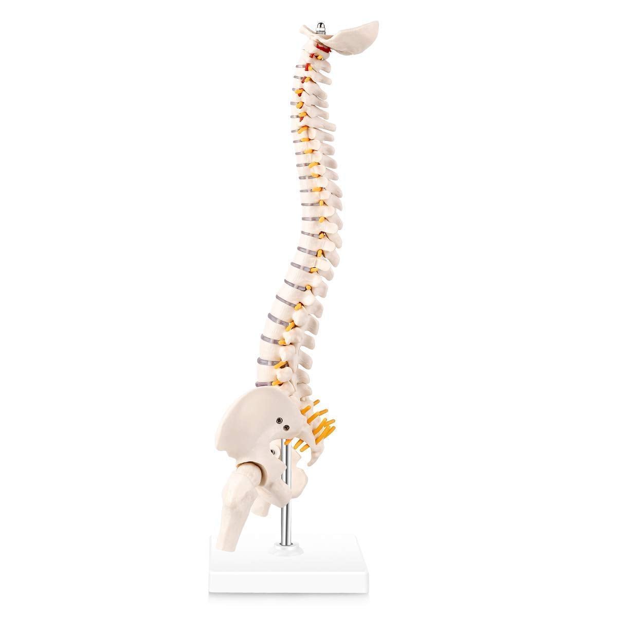 Human Spine Model with Femur (Heads & Stand) Premium QLTY - Image 2