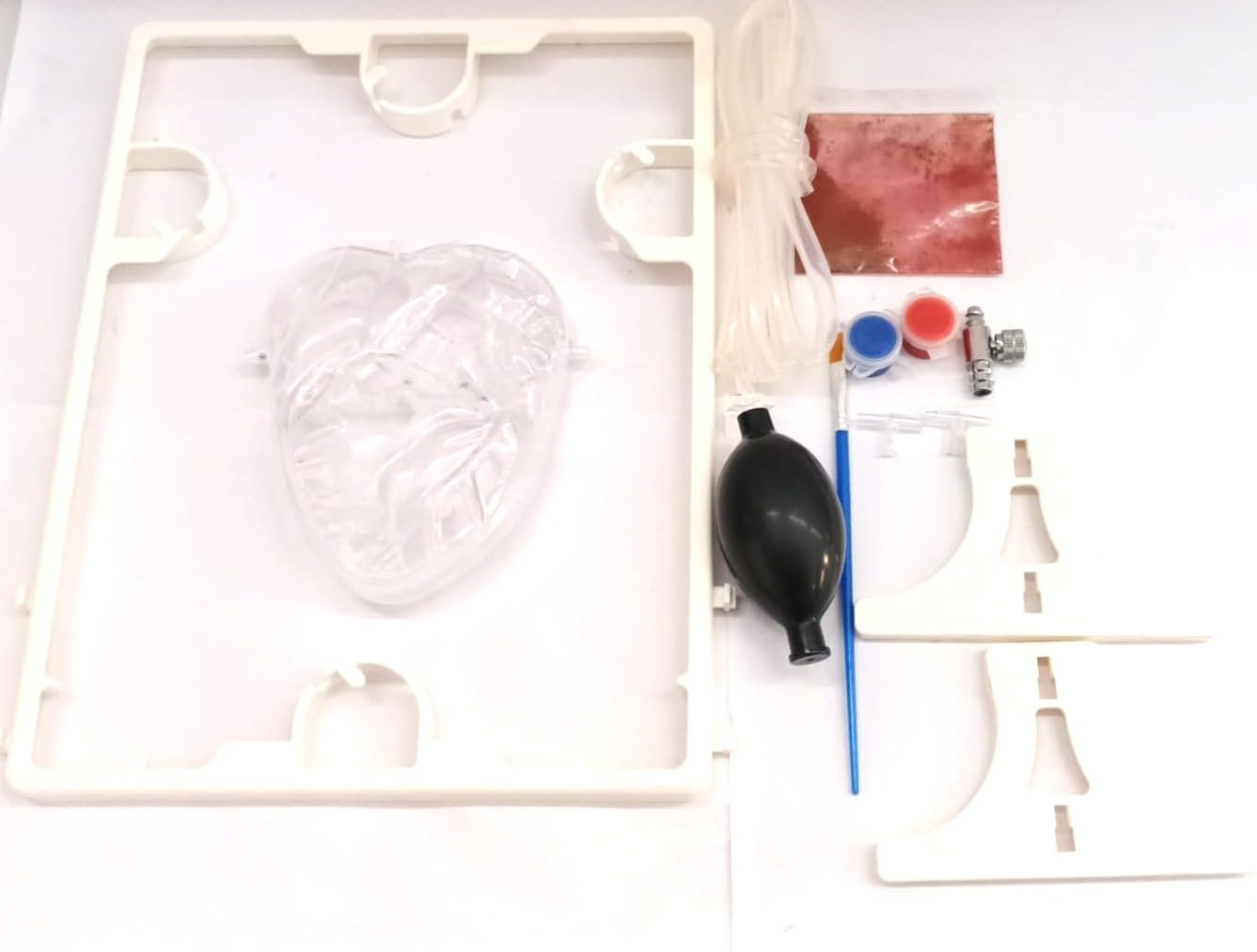 Pumping Human Heart Model with Artificial Blood - Image 2