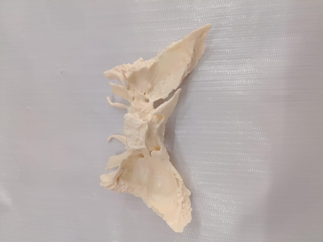 Sphenoid Bone from Original Human Skull Cast, Anatomically Correct - Image 6