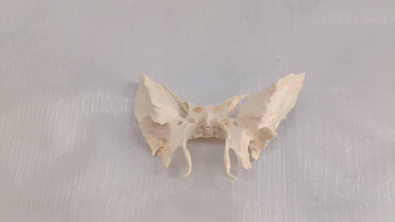 Sphenoid Bone from Original Human Skull Cast, Anatomically Correct - Image 8