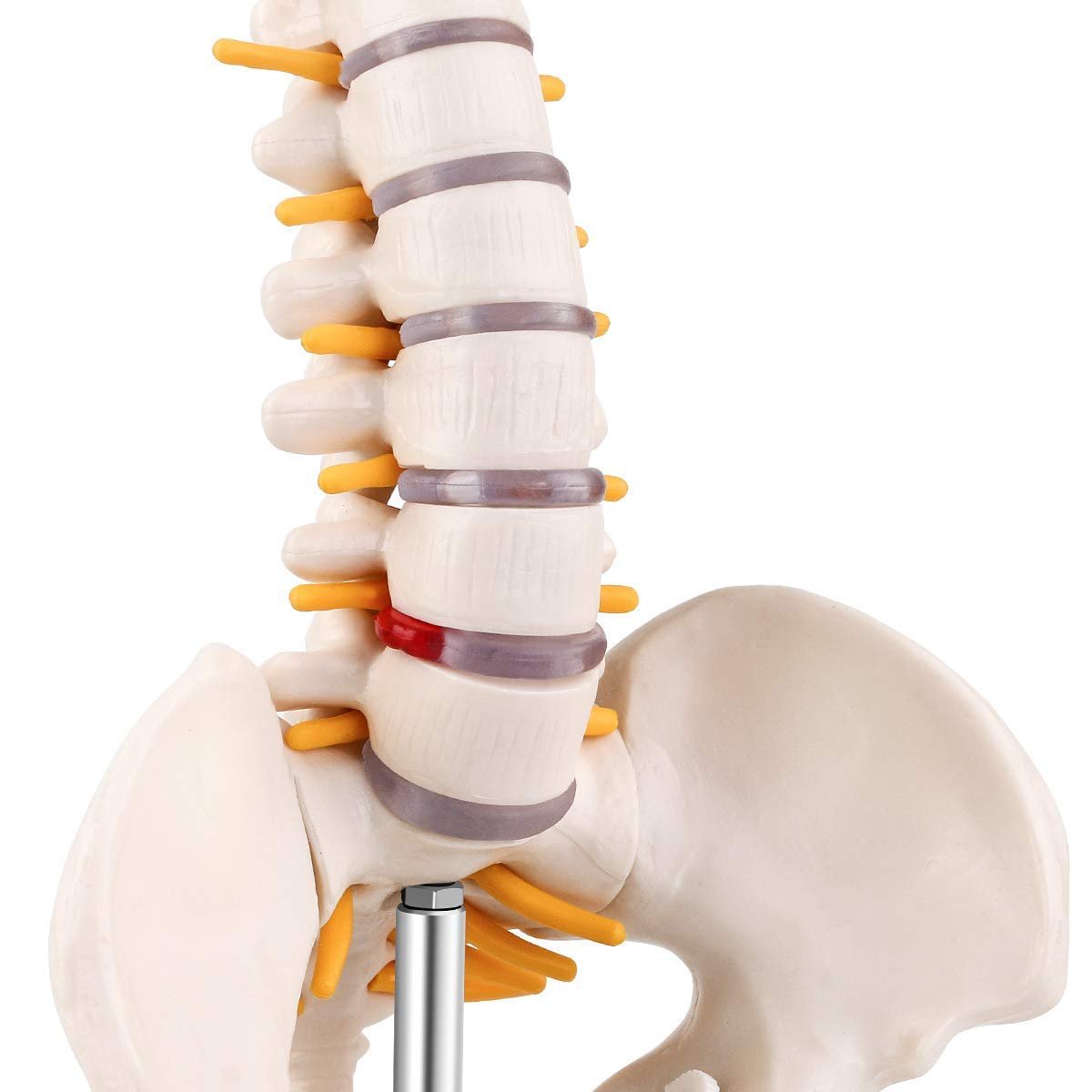 Human Spine Model with Femur (Heads & Stand) Premium QLTY - Image 4