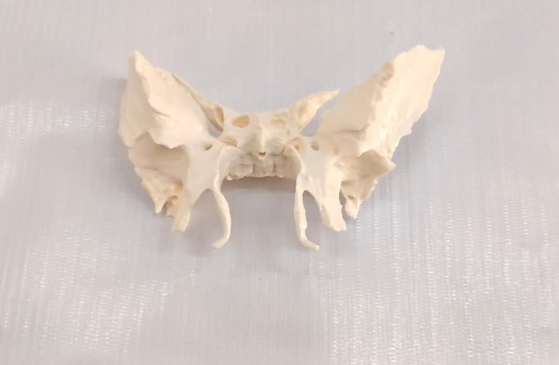 Sphenoid Bone from Original Human Skull Cast, Anatomically Correct - Image 5