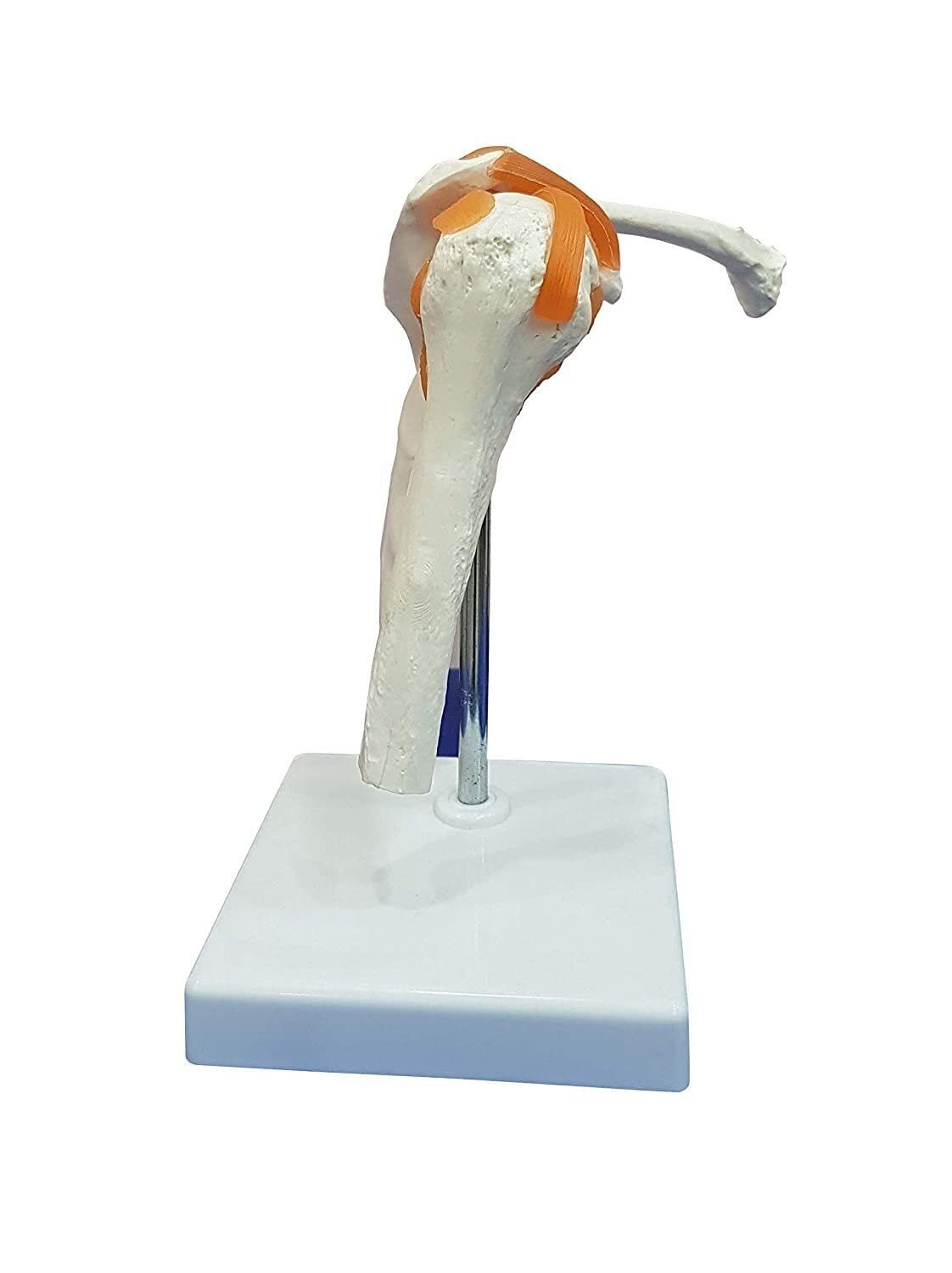 Shoulder Joint Model, Anatomical Model Flexible PVC Plastic - Image 4