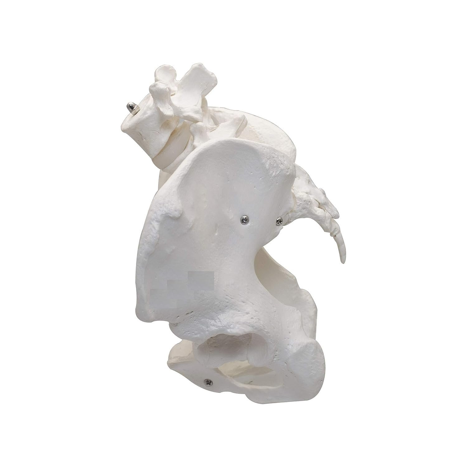 Premium Female Pelvis Skeleton Model – Anatomically Correct Life Size Pelvis for Education, Teaching, and Student Study - Image 3
