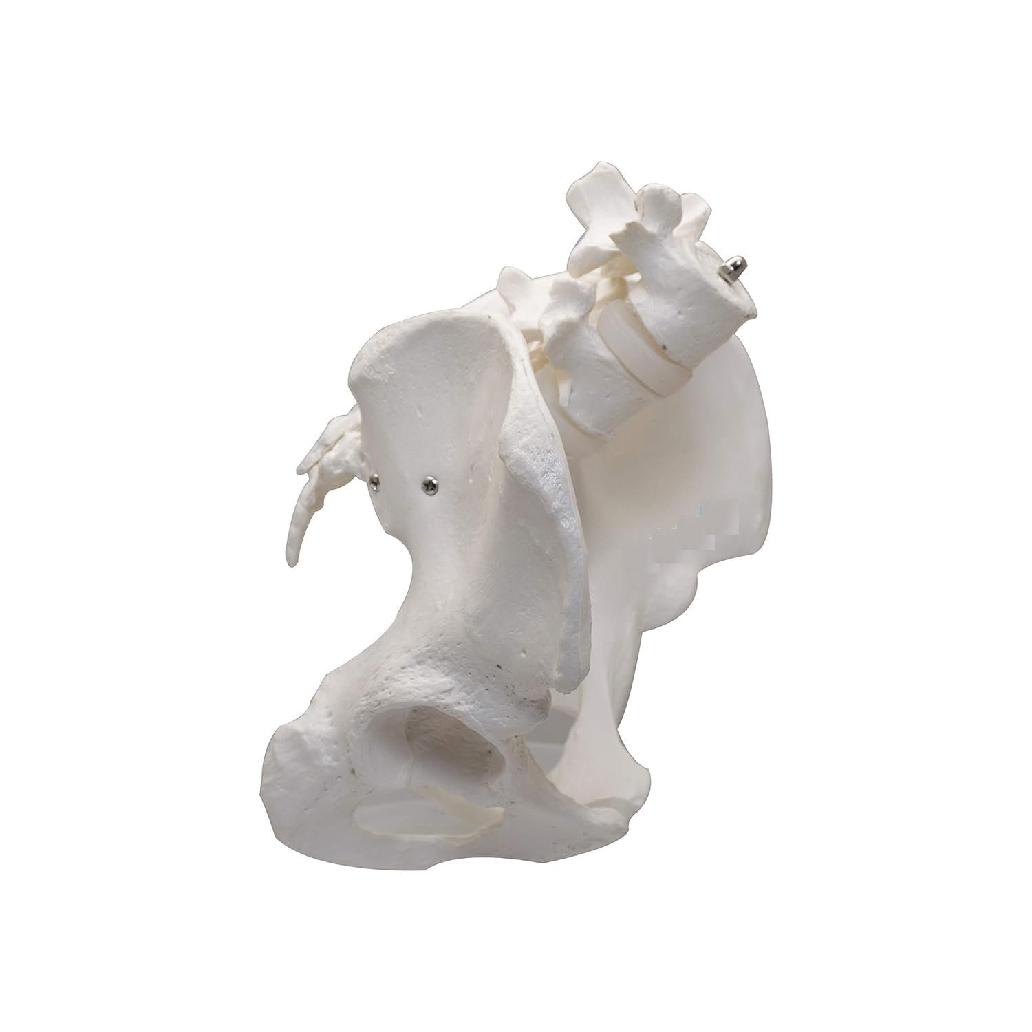 Premium Female Pelvis Skeleton Model – Anatomically Correct Life Size Pelvis for Education, Teaching, and Student Study - Image 4