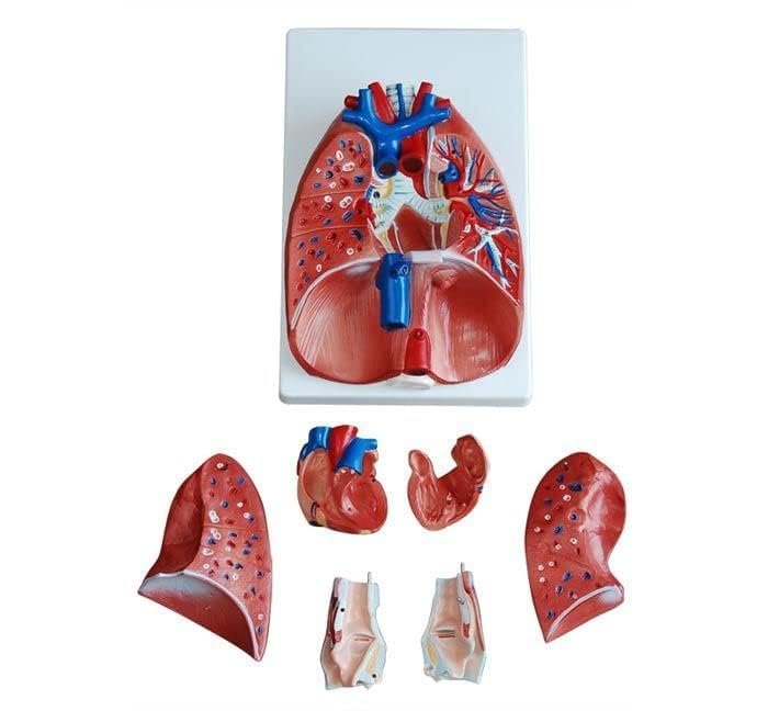 Larynx, Heart and Lungs (Model) - Image 3