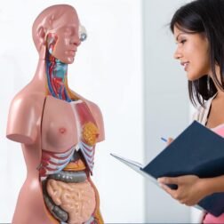 Human Torso Model (85cm Tall) With 23 Removable Parts | Made Up Of Unbreakable Non-Toxic PVC Plastic | Devloped By Expert Anatomists | Master Human Anatomy With This Premium Torso Model - Image 5