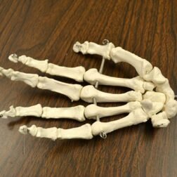 Disarticulated Human Skeleton Model Life Size for Medical Students - Image 5