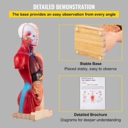 Human Body Anatomy Model 15 Parts 11 Inch with Removable Organs - Image 6