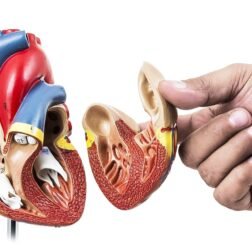 Deluxe Natural Size Human Heart Anatomical Model, 2 Parts, Showing Four Chambers, Valves, And Major Blood Vessels, With Detailed Study Guide (Red), Adult - Image 6