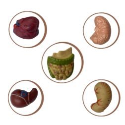 Human Torso Model Detachable 6 Parts Sexless For Educational Purpose - Image 6