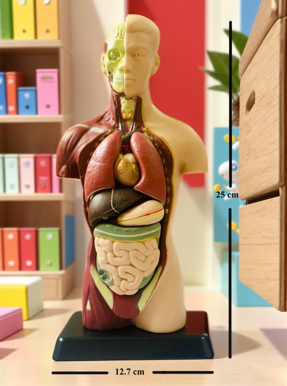 Clear Human Body Structure Model - Skeleton Toys for 6 Year Old | 3D Human Body for Kids | DIY Stem Educational Science Project | Best Birthday Gift for Kids, Boys - Image 2