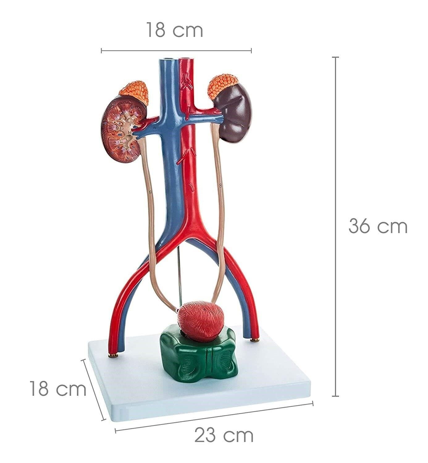 Medical Male Urinary System Premium Anatomical Model, with One Cut-Away Kidney - Image 2