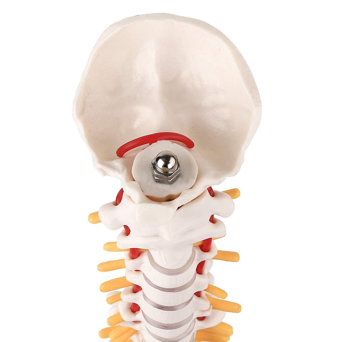 Human Spine Model with Femur (Heads & Stand) Premium QLTY - Image 6