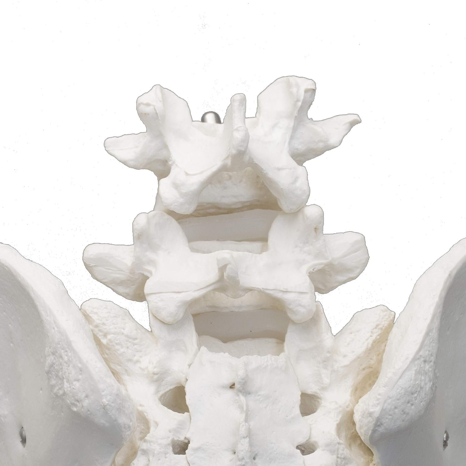 Premium Female Pelvis Skeleton Model – Anatomically Correct Life Size Pelvis for Education, Teaching, and Student Study - Image 2