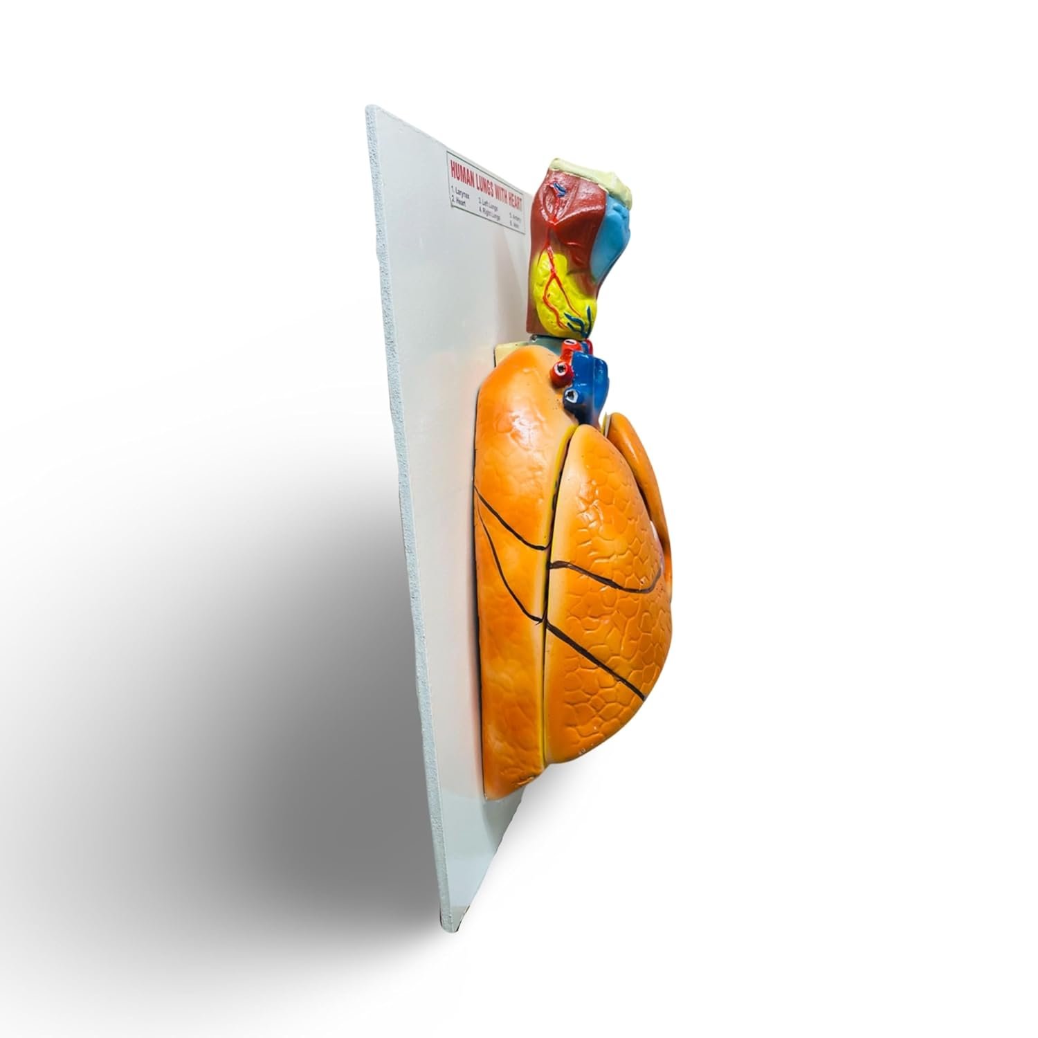 Human Lungs and Heart Anatomy Model with Larynx - Image 3