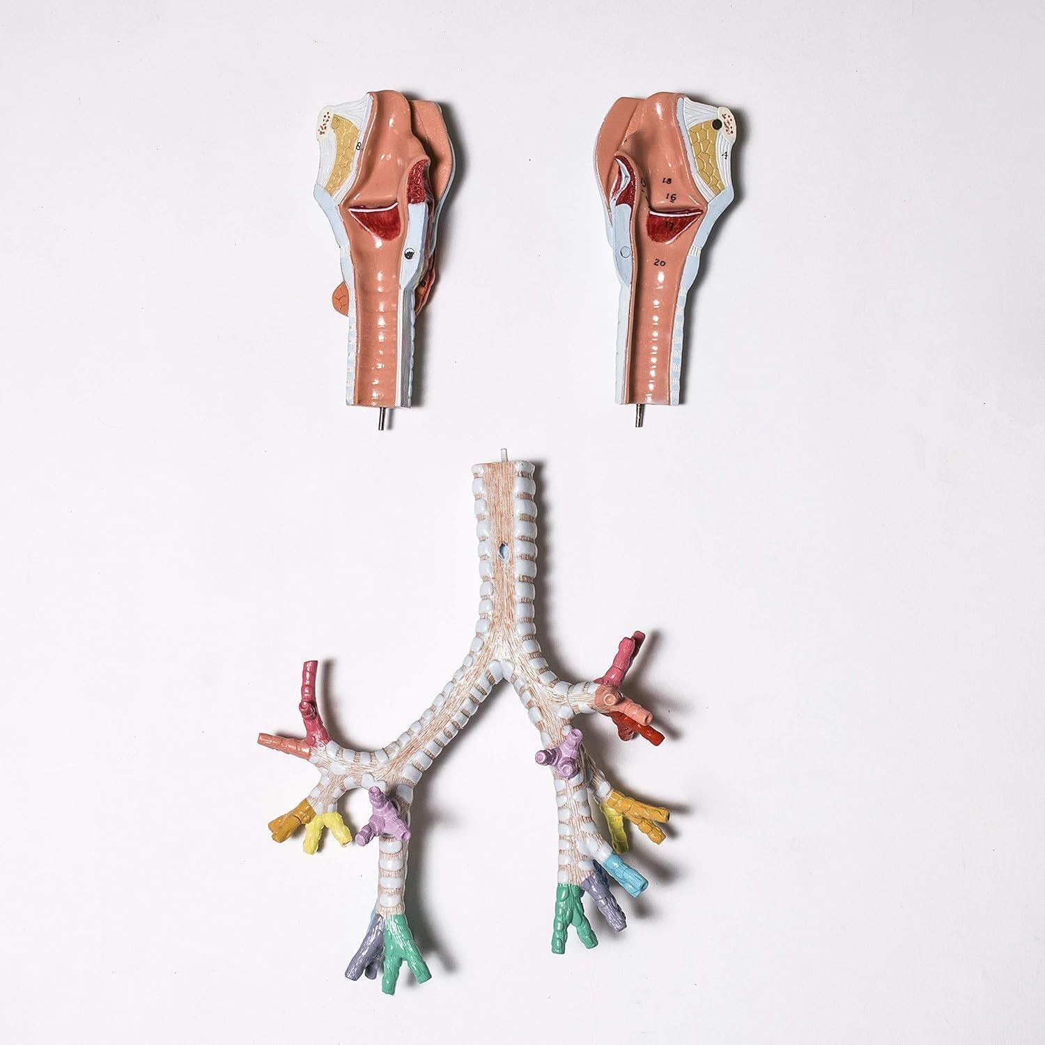 Larynx Model with Bronchial Tree,3 Parts,Natural Size, with (Coloured deatiled Key Card) - Image 5