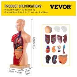 Human Body Anatomy Model 15 Parts 11 Inch with Removable Organs - Image 7