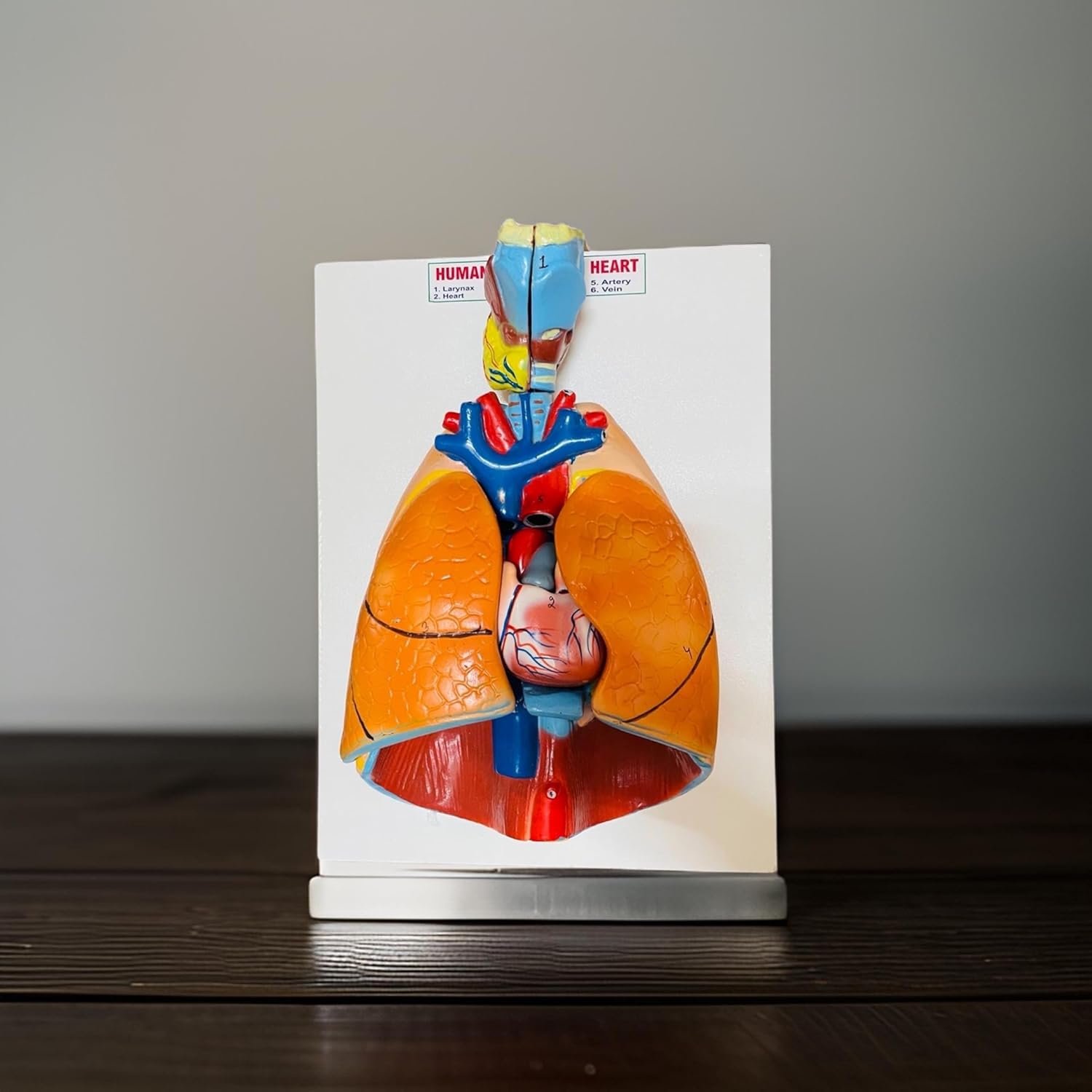 Human Lungs and Heart Anatomy Model with Larynx - Image 8