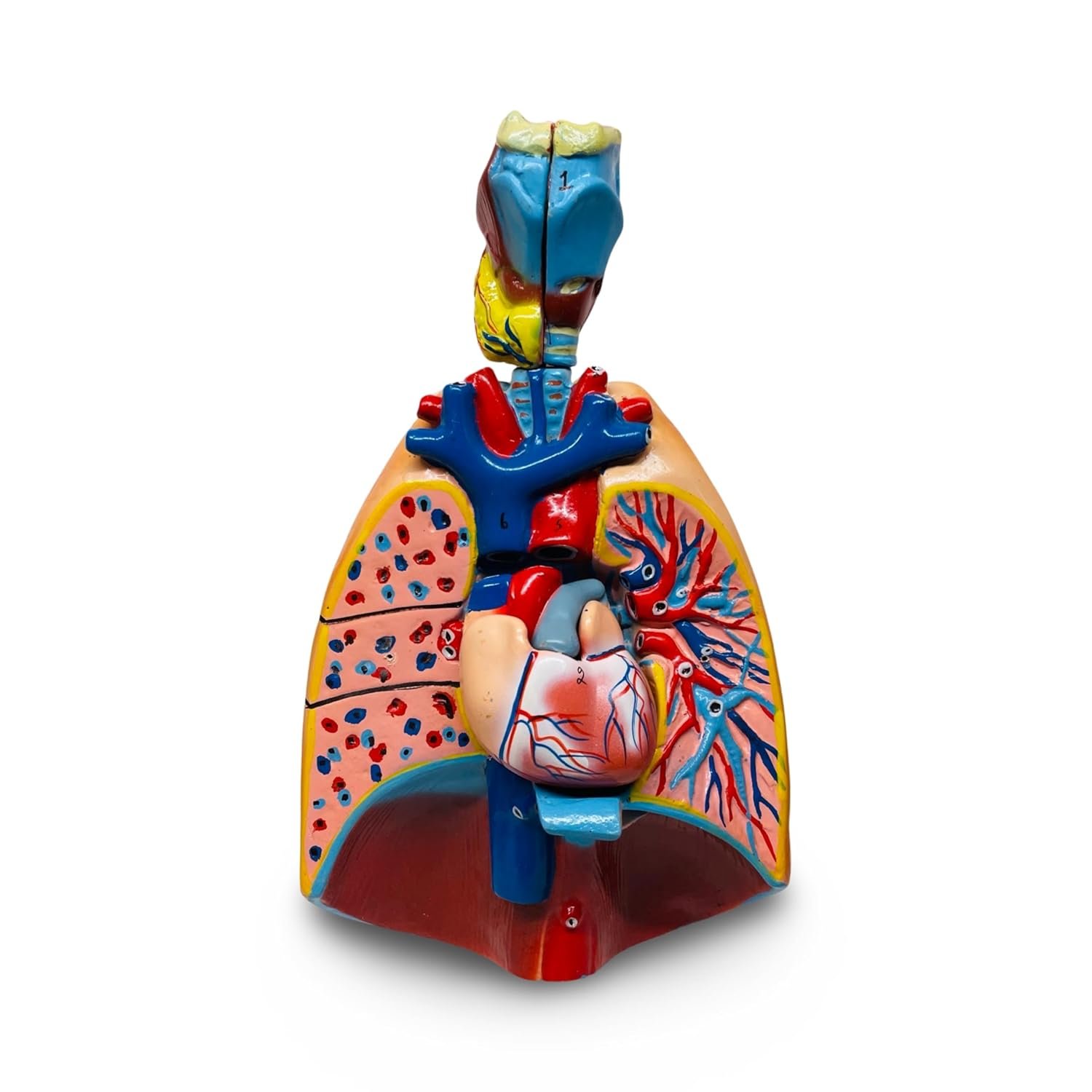 Human Lungs and Heart Anatomy Model with Larynx - Image 4