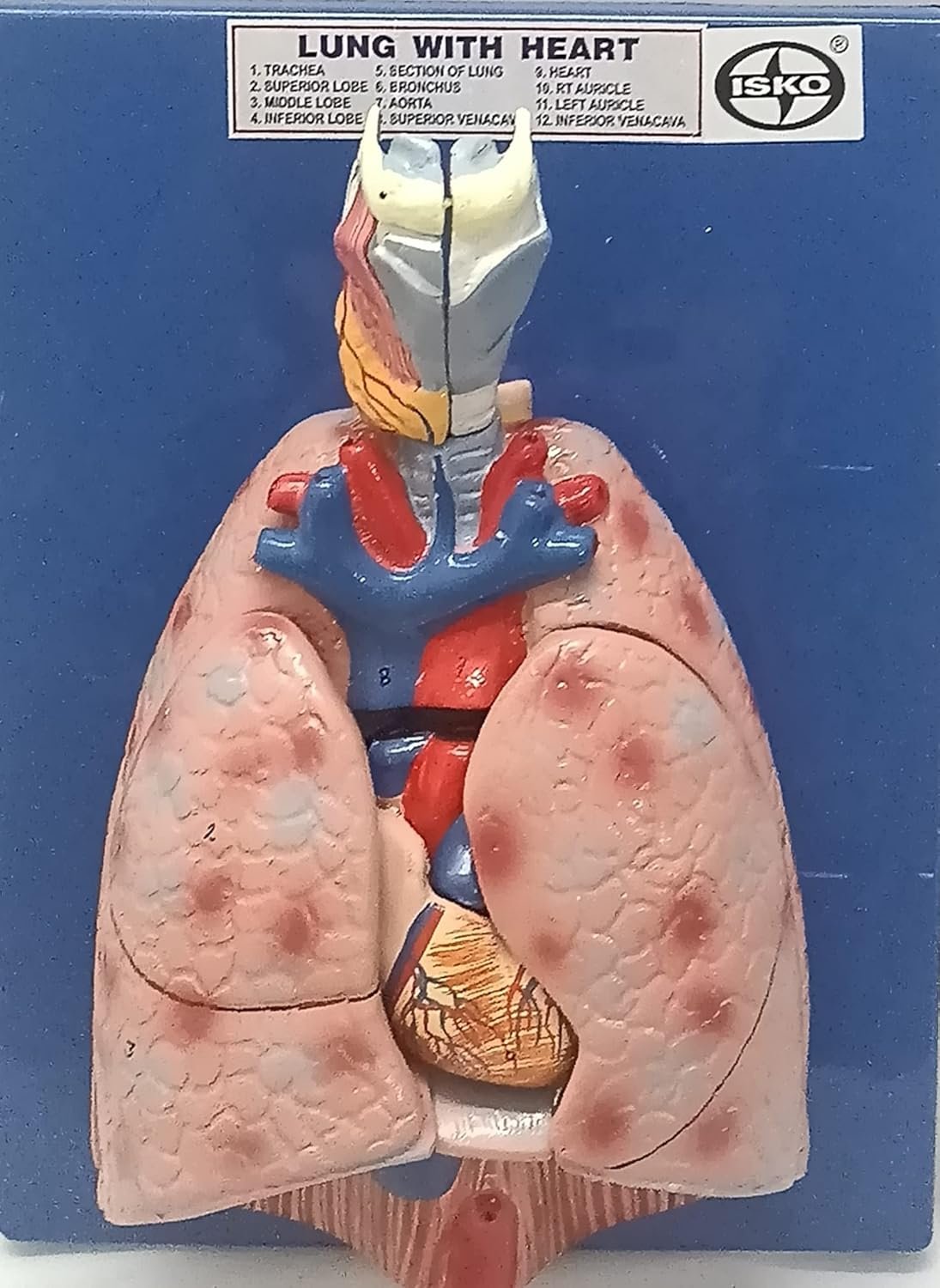 Human Lung with Heart Model Life Size Model in 7 Part Fiber Glass - Image 2