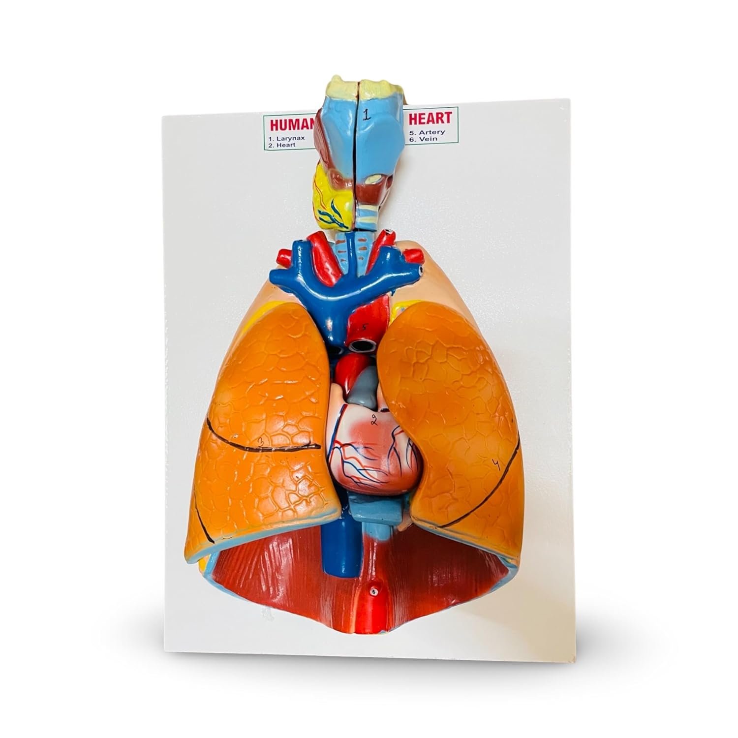 Human Lungs and Heart Anatomy Model with Larynx - Image 5