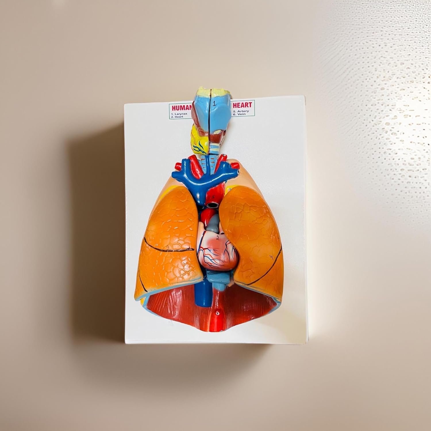 Human Lungs and Heart Anatomy Model with Larynx - Image 6