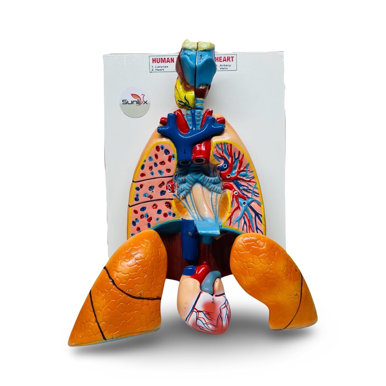 Human Lungs and Heart Anatomy Model with Larynx - Image 2